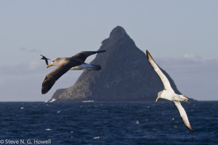 The well-named Pyramid Rock holds virtually the entire world population of the handsome Chatham Albatross,