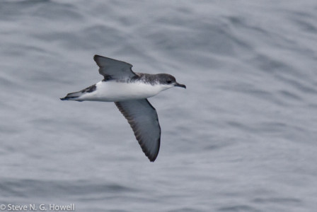 At sea, smaller species should include Subantarctic [Little] Shearwater...