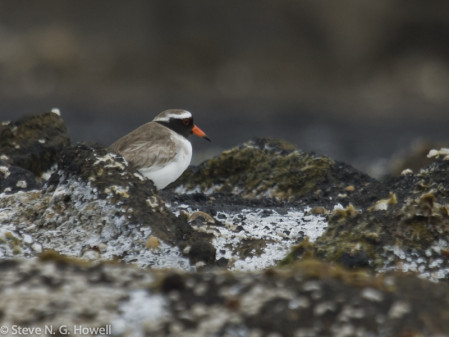 A Zodiac cruise at South East Island should produce the rare, rather dapper little Shore Plover,
