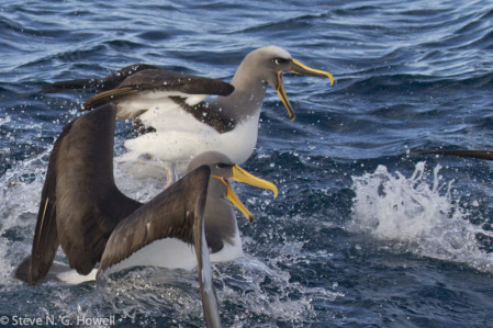 Here squabbling for food with an equally fancy Northern Buller&rsquo;s Albatross.