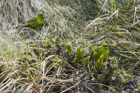 But it will take appreciable luck to see both endemic parakeets, the all-green Antipodes Parakeet and the recently split (by some) Reischek&rsquo;s Parakeet, with its red cap.