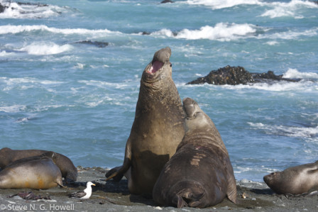 Southern Elephant Seals here provide scale for a &lsquo;large&rsquo; Kelp Gull.