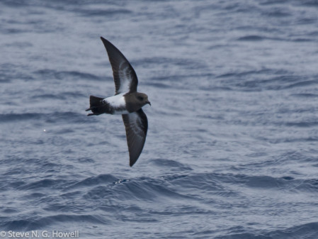 And Black-bellied Storm-Petrel.