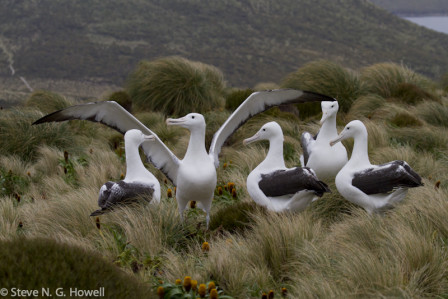 To view nesting&mdash;and with luck displaying&mdash;Southern Royal Albatrosses