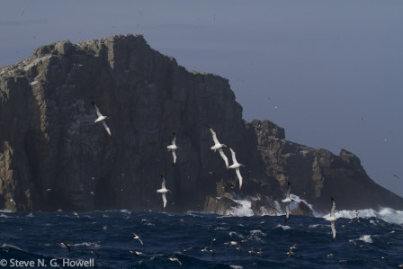 Named for Captain Bligh&rsquo;s ship, the stark Bounty Islands host most of the world populations of Salvin&rsquo;s Albatrosses,