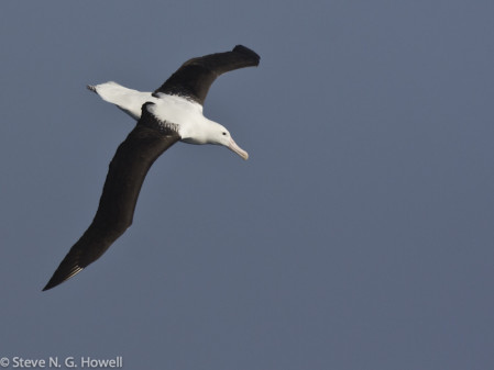 Among many tubenoses, Royal Albatrosses will accompany us on our transit back to mainland New Zealand, here a black-winged Northern Royal...