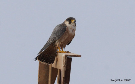 Peregrine Falcon ssp. Pelegrinoides (Lanzarote)