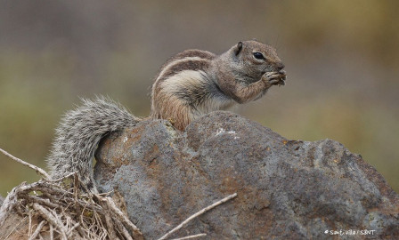 Barbary Ground Squirrel (Fuerteventura)