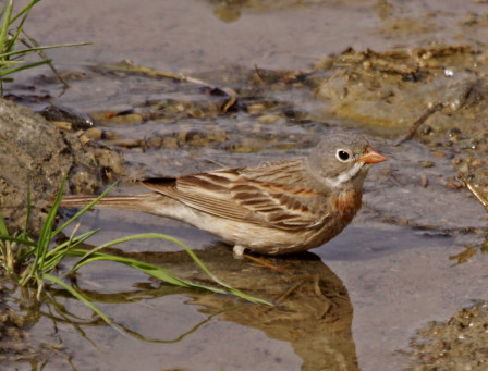 or Grey-necked Bunting