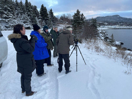 Viewing Thick-billed Murre at Holyrood