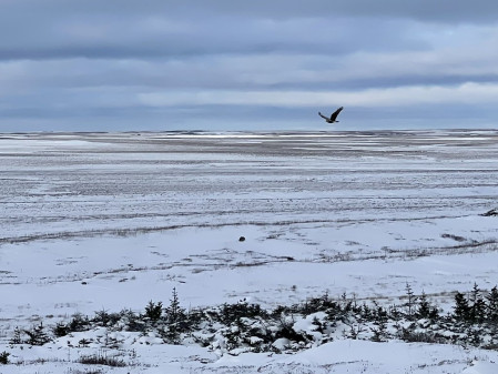 Rough-legged Hawk flies over the tundra