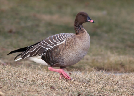 A rare Pink-footed Goose near the town of St. John's