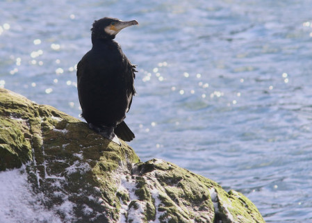 Great Cormorant poses in the sunlight