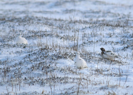 Willow Ptarmigan camouflaged on the tundra