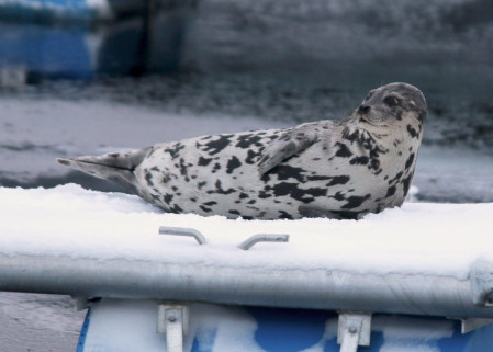 Harp Seal lounging on a small boat dock