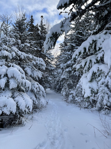 A winter trail