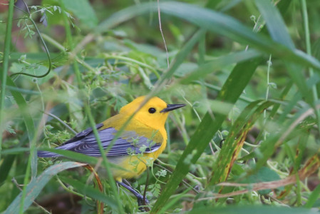 &hellip;or a Prothonotary Warbler&hellip;