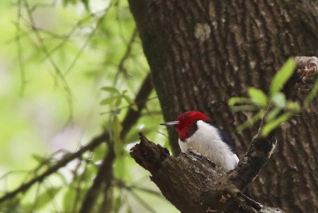 &hellip;and interior woodlands with the likes of snappy Red-headed Woodpeckers&hellip; 