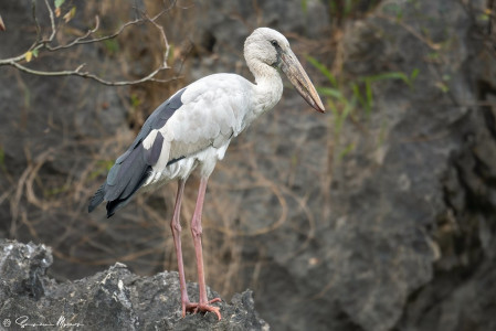 As well, there are many waterbirds, such as this Asian Openbill stork. 
