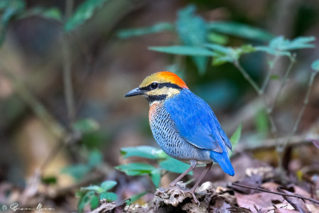 Vietnam is home to some of the most spectacular birds in Southeast Asia. Many colorful beauties are found here, including this gorgeous Blue Pitta...