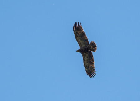Lesser Spotted Eagle, Poland
