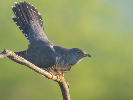 The valleys of the Lesser Rhodopes will echo with the sound of the iconic Common Cuckoo