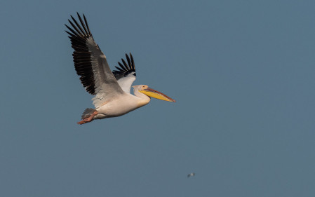 Flocks of Great White Pelican are one of the highlights of our tour