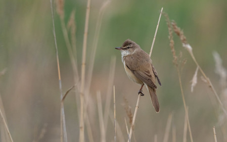 Great Reed Warbler is a HUGE warbler and has an equally impressive song
