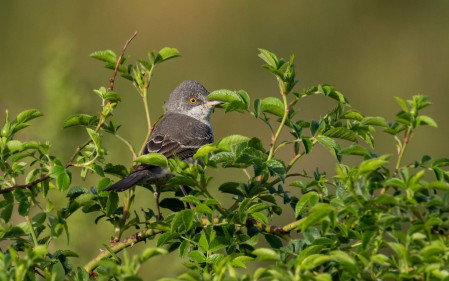 The elusive, but striking Barred Warbler is always a highly rewarding sighting
