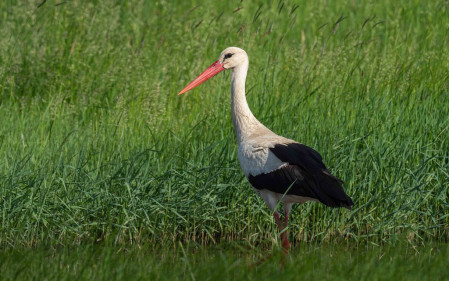 Fields throughout the country should be littered with graceful White Stork.
