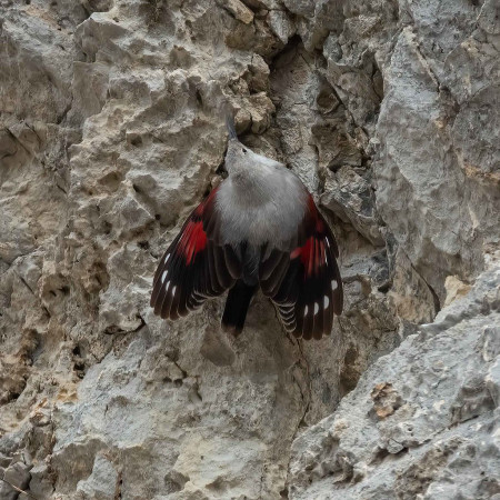 We begin our tour looking for the stunning Wallcreeper, a monotypic species which always catches the eye