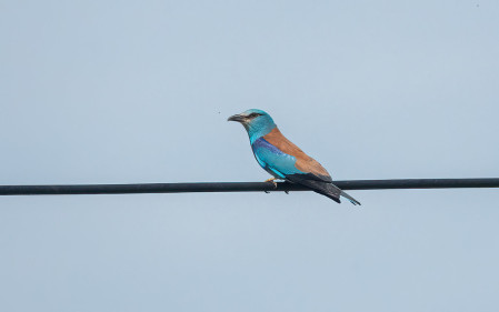 The colours of a European Roller are simply unforgettable
