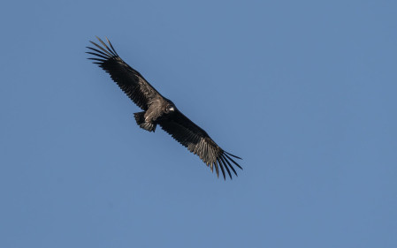 Cinereous Vulture is of three species of Vulture we hope to catch up with on our tour