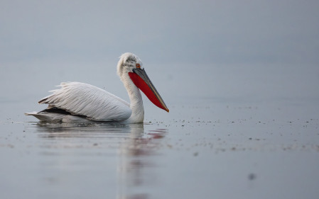 Bulgaria sits on the western edge of the striking Dalmatian Pelican's range, making it a big target for our tour