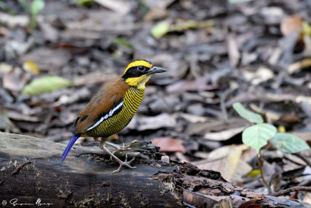 Borneo is a great place for pittas, too. The Bornean Banded-Pitta is endemic to the island...