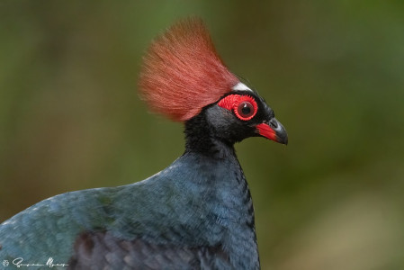 ...or the remarkable Crested Partridge. 