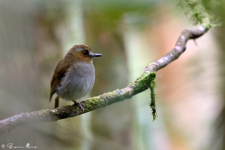 ...or the mountain-dwelling endemic Eyebrowed Jungle-Flycatcher, the island of Borneo is a very  exciting place. 