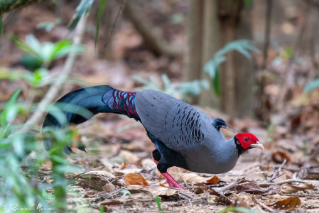It's also a fantastic country for breathtaking pheasants. Here, the Siamese Fireback...