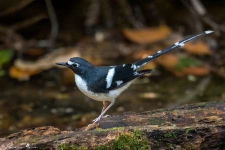 Some strategically placed hides will allow  us views of some shy beauties, such as this Slaty-backed Forktail...