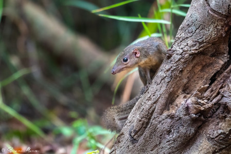 ...and some other intriguing mammals, like this Northern Treeshrew.