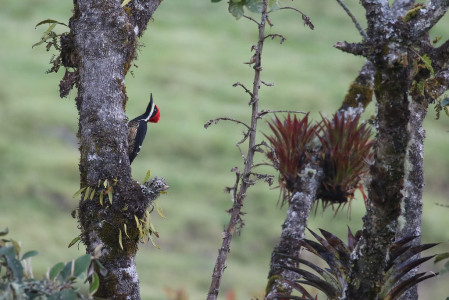 You will see, birding in Colombia is overwhelming...