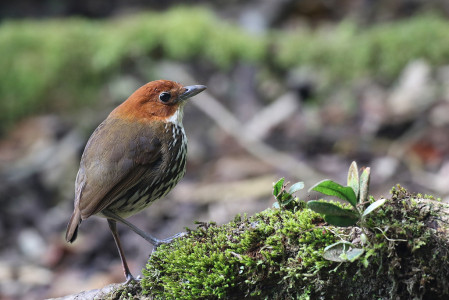Even the elusive antpittas, here a Chestnut-crowned Antpitta,  are attracted to feeding stations...