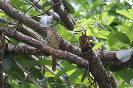 Temperatures will range from hot in the Magdalena Valley, home of this Barred Puffbird...