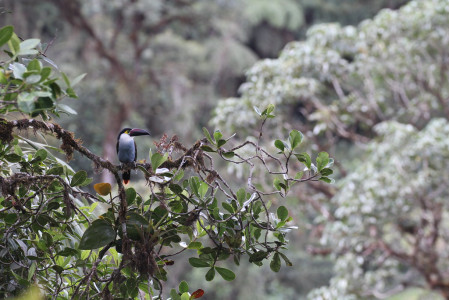 ... we will travel from Montane Temperate Forest with Black-billed Mountain-Toucan...