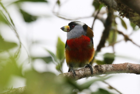 The bird diversity is impressive and 60+ species are endemic to the Choco ecoregion like this Toucan Barbet...