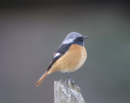 Despite the cold temperatures, hardy Daurian Redstarts winter in small numbers...(PH)