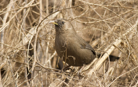 The unfortunately named Plain Laughingthrush is a Chinese endemic we&rsquo;d hope to see near Beijing...(PH)