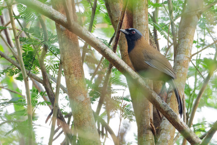 The monachus subspecies of Black-throated Laughingthrush lacks the white cheeks of the other forms and is restricted to Hainan. (VW)