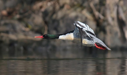 and our primary target, Scaly-sided Merganser. (ZW)