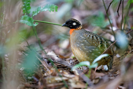 Often difficult, we&rsquo;ll spend time trying to see, the island endemic Hainan Partridge... (VW)  